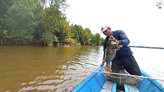 This is the biggest Bumblebee fish during bamboo rod fishing #Bamboo fishing rod