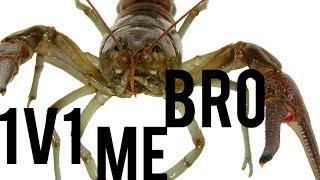 IT’S INTENSE! | Crayfish Fighting EXPLAINED!