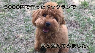 5000円で作ったドックランで犬と遊んでみました。