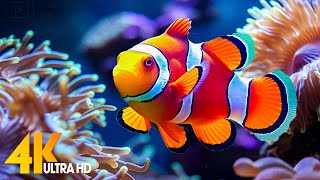 Aquarium 4K VIDEO (ULTRA HD) 🐠 Beautiful Coral Reef Fish - Relaxing Sleep Meditation Music #103