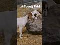 Visit The Barn at the LA County Fair #shorts #lacountyfair