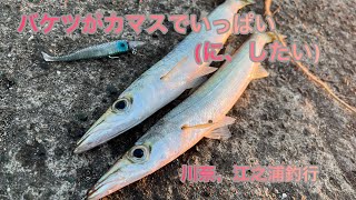 釣れてる？川奈いるか浜と真鶴江之浦のカマス調査に行ってきた！