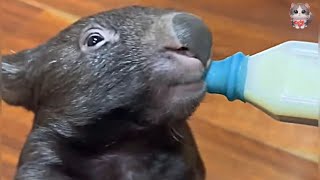 Wounded Wombat Finds Hope: Helping an Injured Mother Wombat and Her Young Ones to Start Anew.