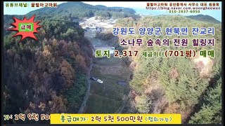 (급매) 양양군 현북면 잔교리 소나무숲속 토지 701평 (협의가능)