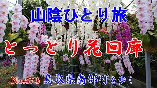 【ひとり旅】知らない町を歩いてみたい～ Japan trip 　【日本まち歩き】No.876鳥取県南部町