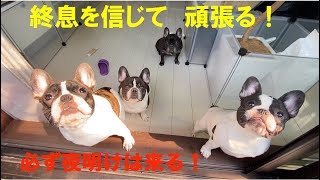 ４BUHIの自粛生活７日目 フレンチブルドッグ 【French bulldog】