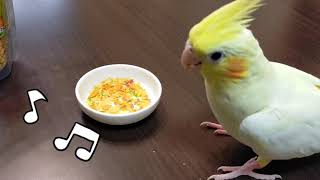 【セキセイインコ】【オカメインコ】鳥のおやつ「サクサクサラダ」食べてくれるかな？