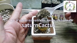 saturnCactus EP4.2 : ชำหน่อกระบองเพชร สตรอเบอรี่แคคตัส (Sulcorebutia rauschii)