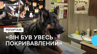 Волонтери з Полтави евакуювали тварин та людей з Херсонщини