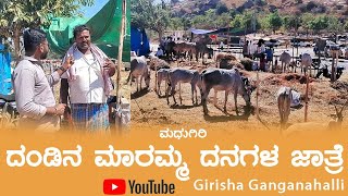 ದಂಡಿನ ಮಾರಮ್ಮ ದನಗಳ ಜಾತ್ರೆ, ಮಧುಗಿರಿ cattle fair, Madhugiri