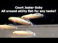 Let's talk fish! - Court Jester Goby from Biota Aquariums