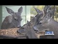 VIDEO: Viral video of woman feeding deer catches WDFW's attention