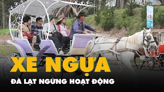 Đà Lạt ngừng hoạt động xe ngựa chở khách quanh hồ Xuân Hương, vì sao?