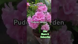 கொத்து கொத்தாய் பூக்கும் 'FAIRY' ரோஸ் #puduvaigarden #gardening #trending #shorts