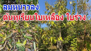 วิธีช่วยให้ต้นทุเรียนรอดเมื่อลมหนาวลงแล้วใบเหลือง ใบร่วง