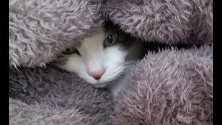 【寒い日はカインズあったかロールクッションに潜るのが好きなのら】Cats in the roll cushion