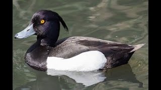 Fact File - Tufted Duck -  Aythya fuligula