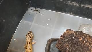 【豹紋守宮】豹紋守宮吃人面蜘蛛 Leopard Gecko vs Giant Spider ! 蜥蜴人大戰蜘蛛人！Lizard vs Spiderman Part 1