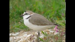 Kentish plover - Strandplevier