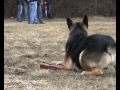 oefendag politiehonden moed en durf