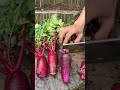 cut red radish satisfying farming