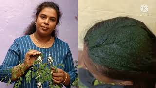 Which is the right time to use indigo leaves. ಇಂಡಿಗೋ ಎಲೆಗಳನ್ನು ಬಳಸುವ ಸೂಕ್ತವಾದ ಸಮಯ.