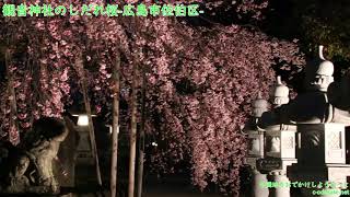 観音神社のしだれ桜-広島市佐伯区【中国地方おでかしようねっと】