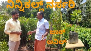 ನಿನ್ನಿಕಲ್ಲ್ ನರ್ಸರಿ. ಪಲತ್ತ ದೈ ಮುಲ್ಪ ಫೇಮಸ್ Ninnikall Nursary. The Famous Jack fruit plant @alakemajal