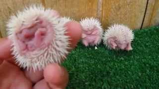 Erizos Bebes - Los primeros dias de un Erizo | Newborn hedgehogs with