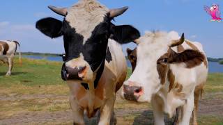 COW VIDEO 🐮🐄 COWS MOOING AND GRAZING IN A FIELD | Cow Video