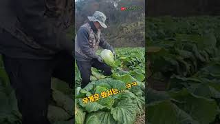 배추 모종 정식 후 80일 뒤 배추 속 상태는?