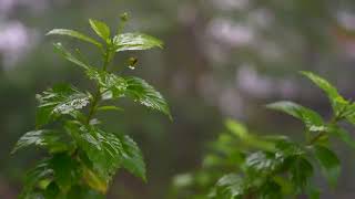 잎사귀에 내리는 비와 잠자리에 들다   수면 문제, 불면증을 위한 편안한 부드러운 빗소리