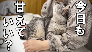 甘えることを思い出した保護猫。今度は歯止めが利かなくなりました【保護猫・老猫】