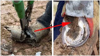 The back hoof of a donkey is more than 20 centimeters long. It walks like a shoe.