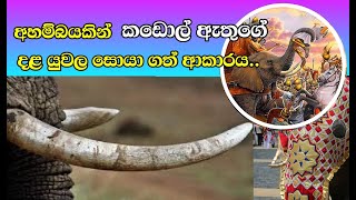 Discovery of the tuskers of Kadol/කඩොල් ඇත් දළ සොයා ගැනීම/#elephent srilanaka#