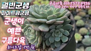 언제나 반듯하고 탐나는 군생 다육이들! 펄빈, 화이트팜 군생 좋아요💕~구름다육 010.7572.4956