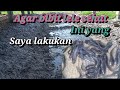 cara mengurangi kematian bibit lele..setelah tebar bibit