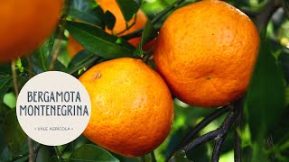 BERGAMOTA MONTENEGRINA | Variedade de ciclo tardio garante lucro aos produtores de citrus