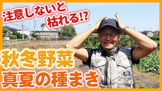 Tips for Sowing Autumn/Winter Vegetables in Summer Learned from Japanese Farmers !