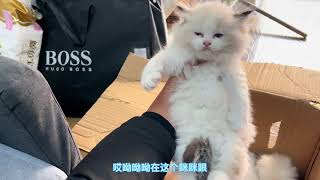 猫中仙女布偶猫：当宠物养什么样的布偶猫性价比最高