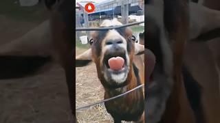 New funny goat 2023 videos 😁😆 #shorts #viralvideo #ytshorts