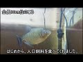 ブラックピラニア　飼育魚紹介①