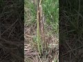Cutting wild asparagus