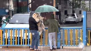 鬆獅犬訓練基礎教育課程/鹿和狗狗專屬旅館住宿服務/鹿和訓犬學校