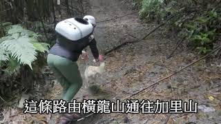 苗栗縣泰安鄉的龍山部落橫龍古道健行