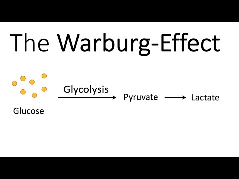 Why is the Warburg effect important?