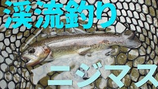 ルアーでヤマメを狙う！【渓流釣り】