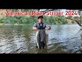 American River Striper Fishing 2024 #stripers#sacramento river#American river#pike minnow#