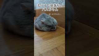 部屋んぽ中に寝落ち #ハムスター好きと繋がりたい #ジャンガリアンハムスター #ハムスター #ハムスターのいる生活 #animals #cute #hamsters #햄스터