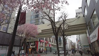 【4K】札幌の街 二番街商店街の桜 散策 2023 | 日本 北海道 札幌 中央区【Binaural ASMR】